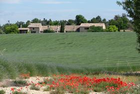 France Provence Lavender