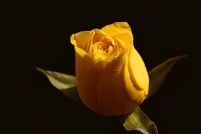 Rose, Yellow Flower in darkness