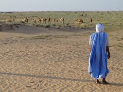 Desert Camels Arab