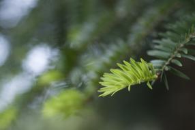 Cedar Leaves