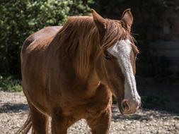 Horse Fuchs