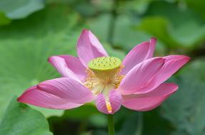 Lotus Flower