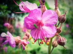 macro photo of Beetle on pink Flower