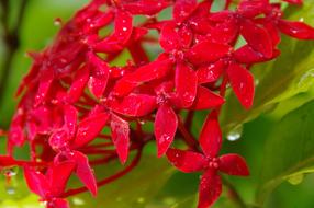 Close-up of the beautiful, red flowers and green leaves in water drops