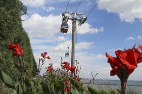red Flowers Water Bule and cable cars