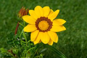 Flower Gazania Petals Yellow