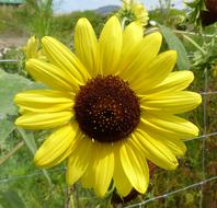 Flower Yellow Sunflower