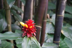 Hawaii Flower