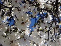Ornamental Tree Garden