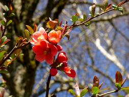 Pink Blossom at Spring