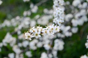 Spring Sloe Flowers