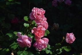 Close-up of the beautiful, blossoming, pink rose flowers of different shades, with green leaves