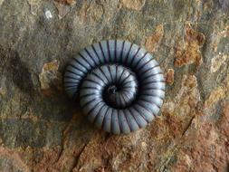 Worm Spiral