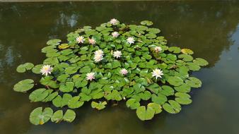 Pond Water Lilies