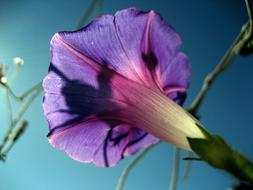 purple Flower Bloom at Sunlight