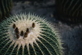 Cactus Thorn Botanical