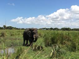Elephant Safari Game Drive