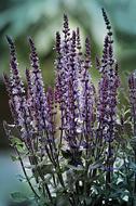 Lavender Purple Flowers