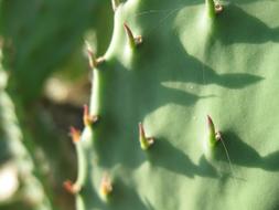 Cactus Green