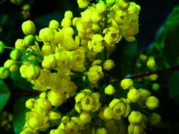 Mahonia Yellow Flower