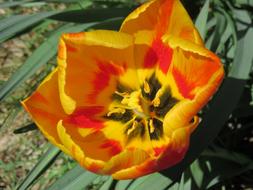 yellow-red open tulip close-up