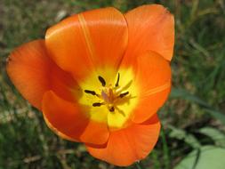 Tulip Blossom Bloom