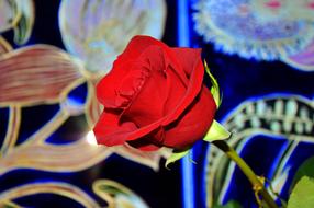 Close-up of the beautiful, red rose flower, at background with colorful shapes