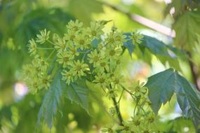 green Maple Tree Blossom