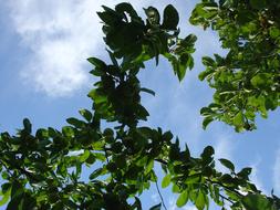 Summer Foliage Tree