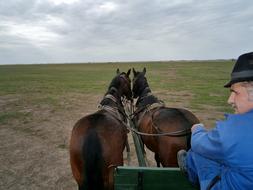 Hungary Puszta Cart Carriage