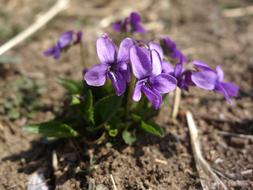 Wild Flowers Purple