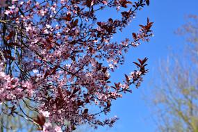 Japanese Cherry Blossomed tree