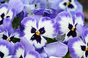 Pansy Purple Flowers