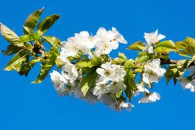 Cherry Blossom White against the background of a bright blue sky close-up