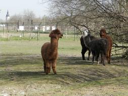 Alpaca Zoo