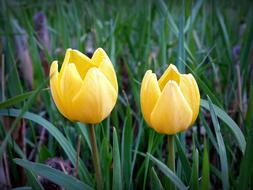 Close-up of the beautiful, blooming, yellow tulip flowers among the green grass