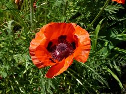 Poppy Orange Red