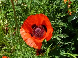 Orange Red Poppy flower