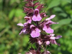 Galeopsis Tetrahit Common