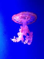 Jellyfish Beautiful