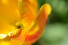 Close-up of the beautiful and colorful flower's petals in sunlight