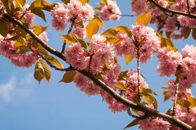 Close-up of the beautiful cherry with colorful, blossoming flowers, under the blue sky with white clouds