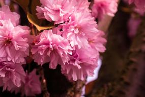 pink Cherry Blossoms branches