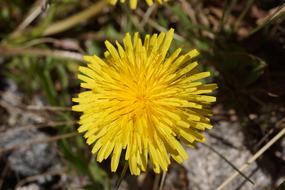 Close-up of the beautiful, blooming, yellow and orange dandelion flower among the grass