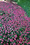 Flowers Fuchsia