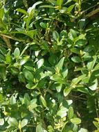 Buxus Sunny