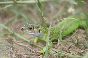 Lizard Green