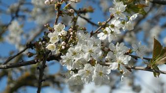 Flowers Spring Cherry Blossoms