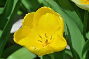 open yellow tulip buds