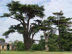 Trees Castle